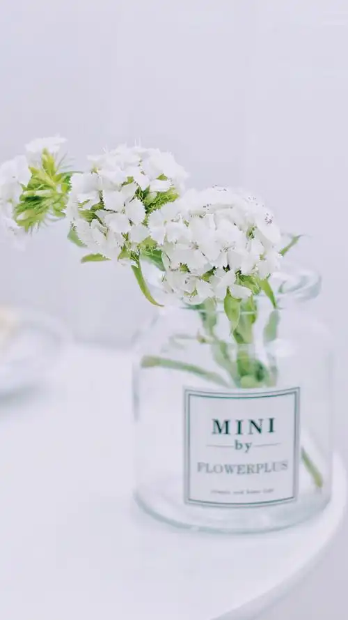 文艺小清新花卉唯美写真,高清桌面,手机锁屏图片-壁纸族