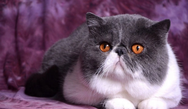 异国短毛猫保留了波斯猫独特的可爱表情与圆滚滚的体型,你喜欢它吗?