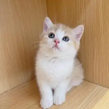 英短乳白猫丨96治愈系小猫咪