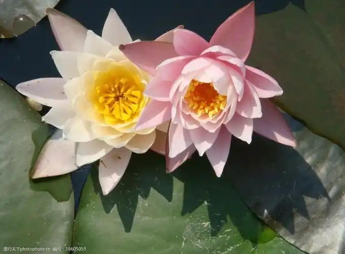 双子莲花图片
