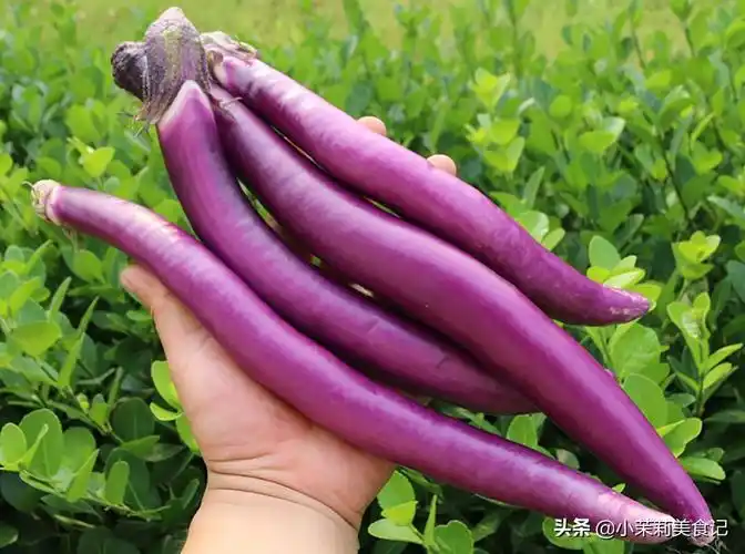 三伏天买茄子,选"长的"还是"圆的"?口感差别大,弄懂别买错