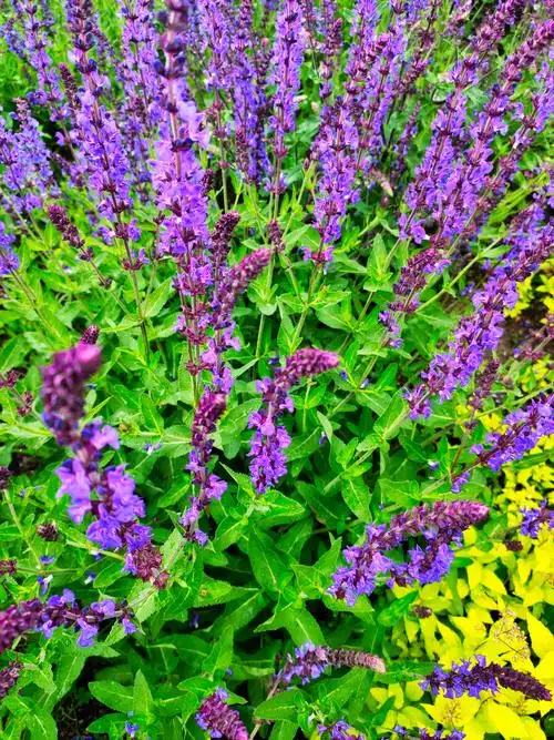 雨后鼠尾草#山东摄影家俱乐部#最满意的风光照#卖图晒单分享#风光摄影