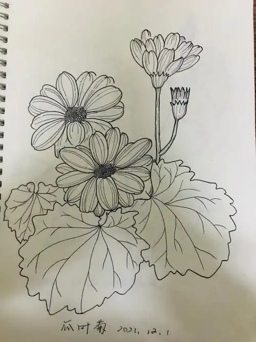 绘画美好各种花