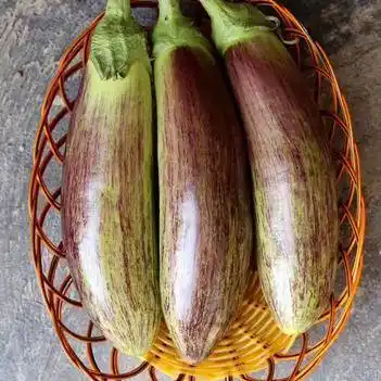 茄子苗 利农面包茄(特色茄子/手感软绵爆好/外观漂亮内嫩顺滑)