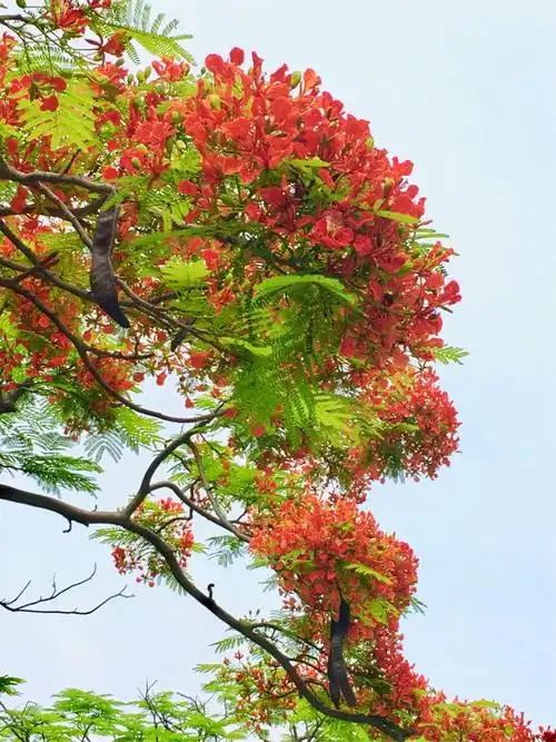 凤凰树开花红艳艳