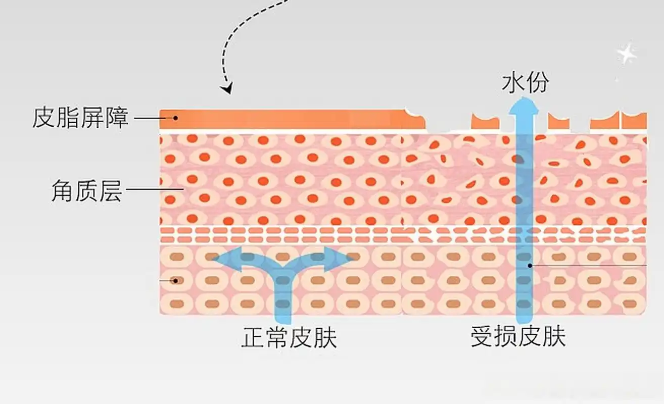 【砖墙结构】也被我们用来形容皮肤屏障.