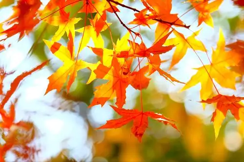 初秋到深秋,到抓住秋的尾巴,有秋的美景,也有落叶的伤感.