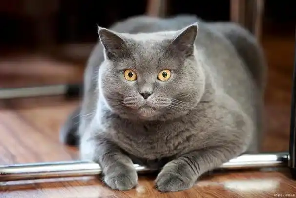 土肥圆担当——英国短毛猫:别想让我减肥!