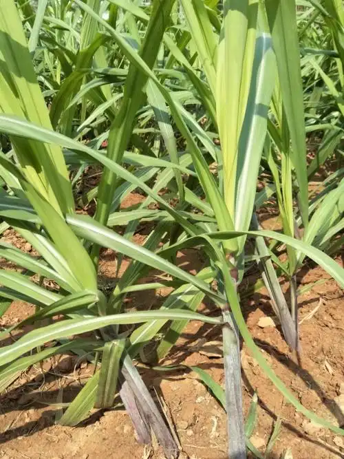 2018年2月4日在金湾 - 美篇