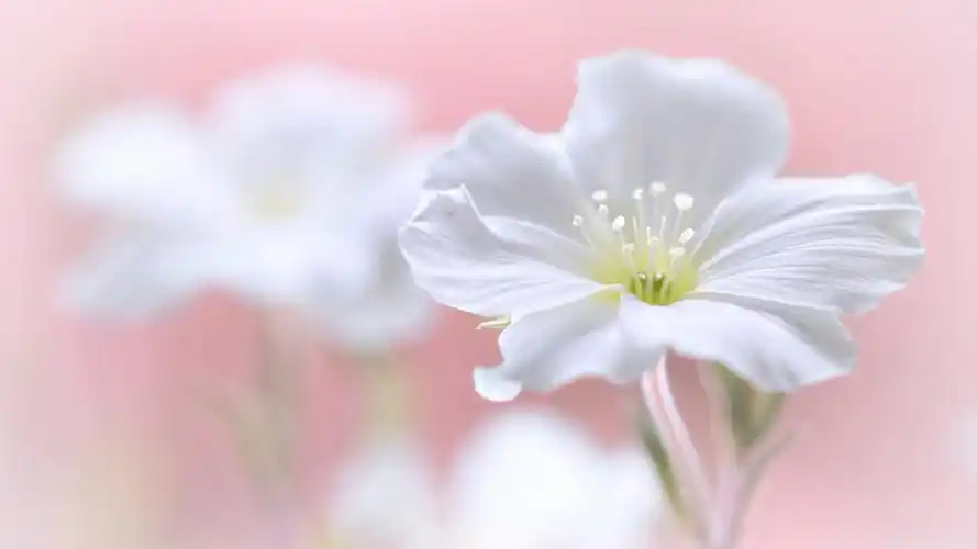 清新的微距摄影图片高清宽屏桌面壁纸