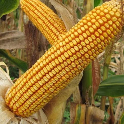 国审老品种郑单958玉米种 国审玉米种500克/4500粒