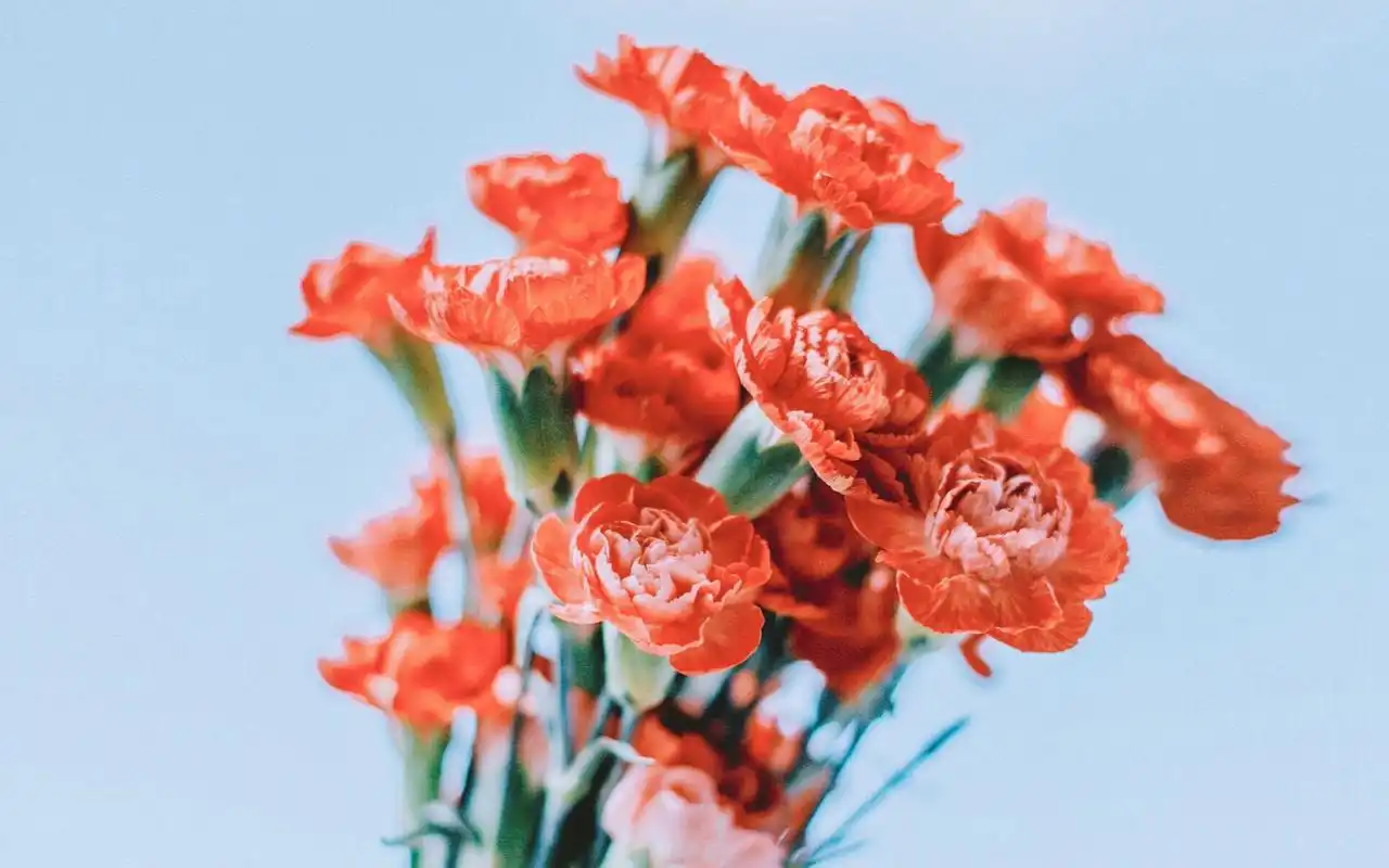 治愈系唯美花卉植物高清桌面壁纸图片