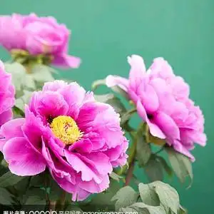 牡丹花图片头像吉祥,吉祥如意牡丹花头像_大山谷图库