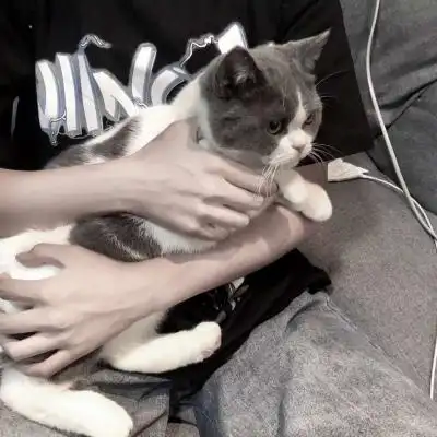 带猫咪的男生头像抱着猫喜欢猫的男头爱吗