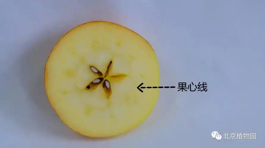 苹果横切面▲苹果种子#05 独特的苹果仔细观察会发现,每个苹果品种