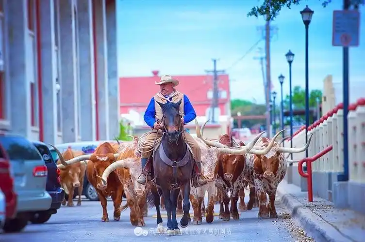 美国德州 感受狂野西部的牛仔生活