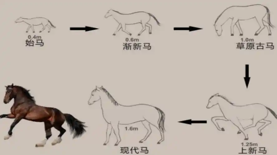 失去一条腿的大象都能活下来为什么马的腿断了就必须死呢