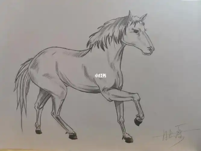 速写马