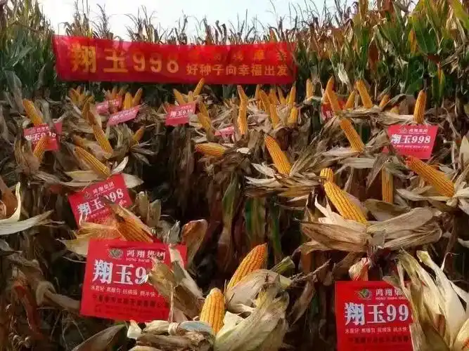 红寺堡今年种玉米的人注意了!这里有最新种子信息,请注意查收_翔玉