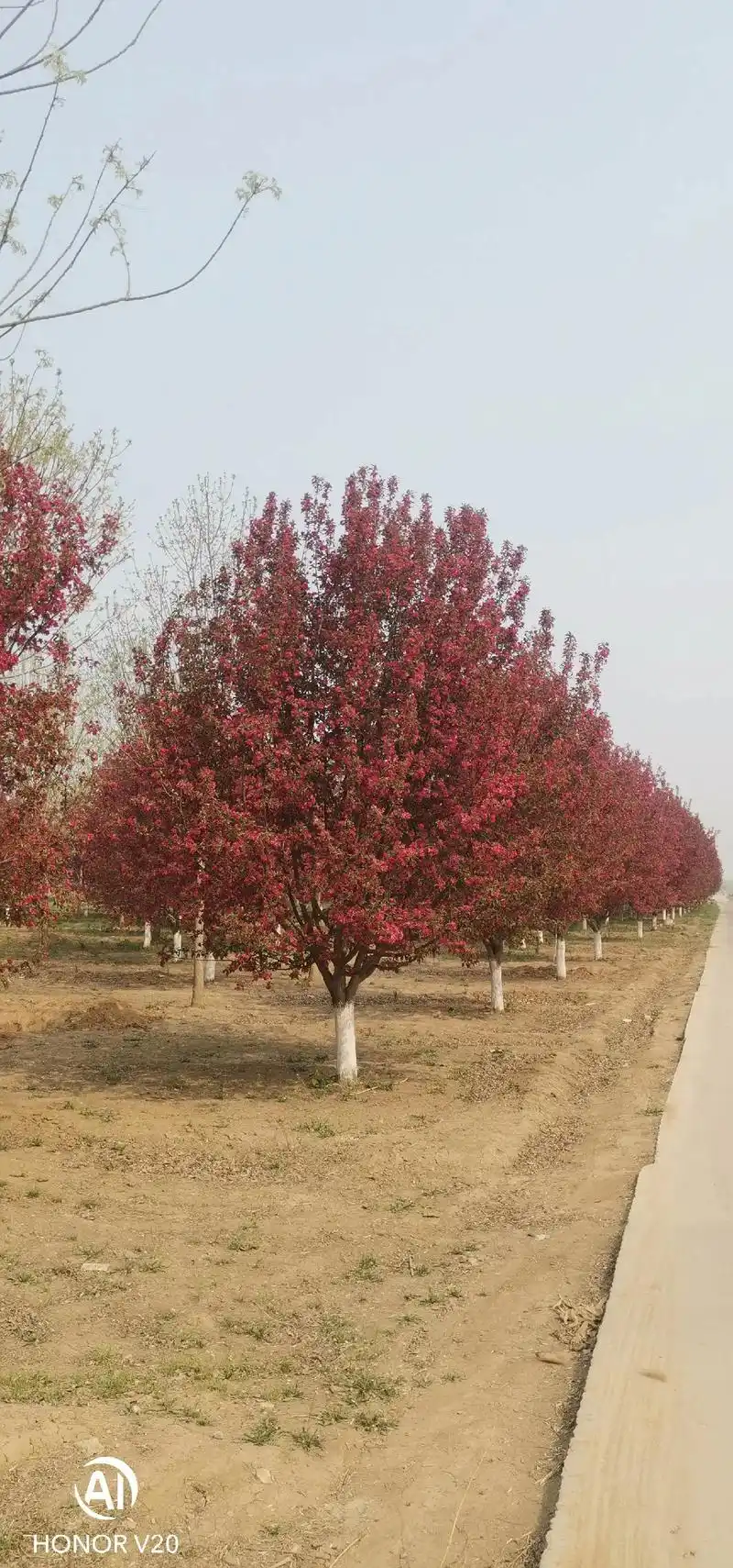 15cm绚丽海棠#18cm绚丽海棠 - 抖音