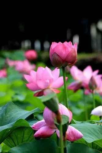 荷花又名莲花,是我国的传统名花.