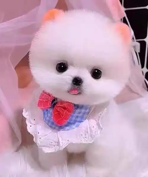 精品哈多利球体白色茶杯博美活体比熊狗狗活体宠物贵宾犬活体