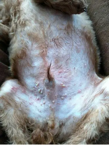 我们家泰迪三个月了,肚皮上这样怎么办啊?求指教