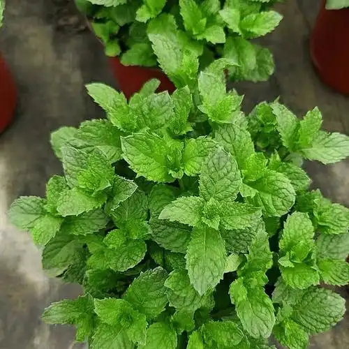 薄荷种植与养护
