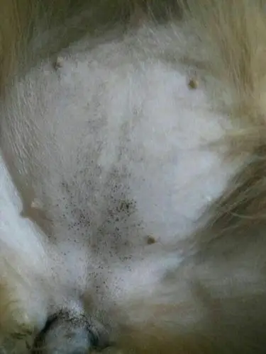 三个月大金毛肚子上长小黑点,请大神指点!