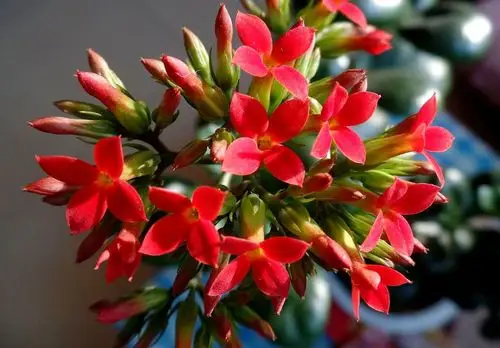 家养花卉之一:蟹爪兰和长寿花