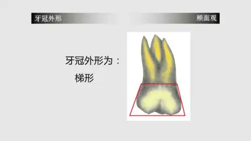 上颌第一磨牙牙体形态简述