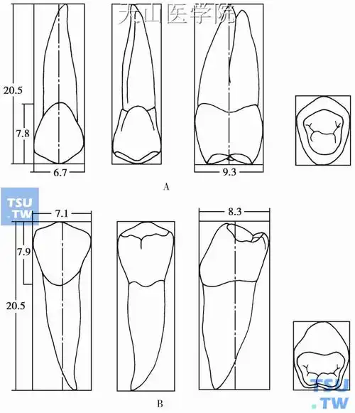 牙体解剖:前牙,前磨牙,磨牙