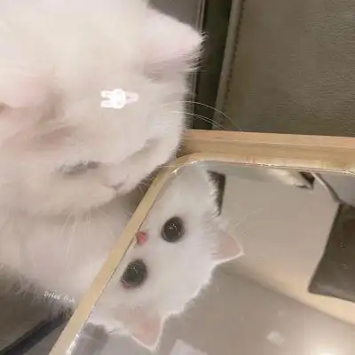 这么可爱的猫猫你确定不来瞅瞅嘛!_女生头像_我要个性网