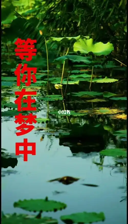 情歌对唱等你在梦中