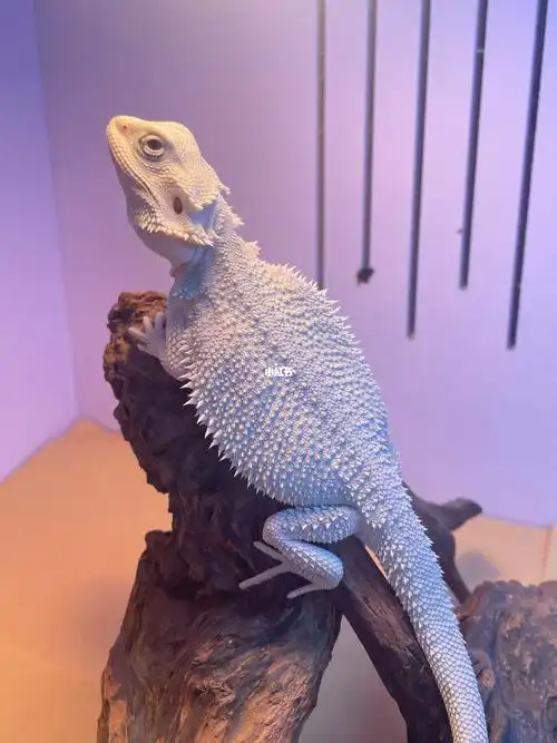 鬃狮蜥  #鬃狮蜥饲养  #超白鬃狮蜥  有同款