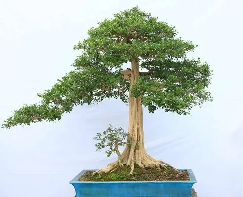 清奇古态,树姿秀雅,浓香扑鼻,难得一见的九里香盆景