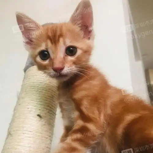 南山2月龄橘猫美短串无偿求领养