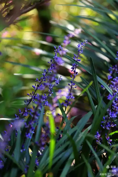 清新淡雅的麦冬花