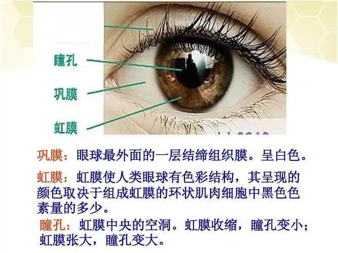 其它 保护眼睛,守护成长 写美篇对眼睛结构的认知,知道眼睛的结构:上
