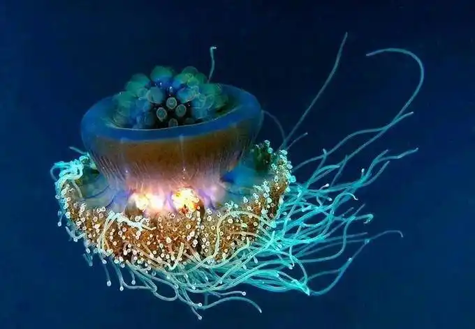 p>皇冠水母(学名: i>cephea cephea /i> ):是一种巨大的 a target="