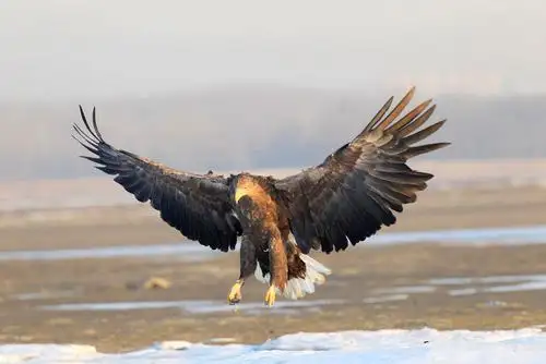 大雕和老鹰有什么区别