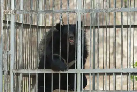 关在笼子里的黑熊,黑色和白色动物园下午大熊猫户外吃竹子摄影图配图