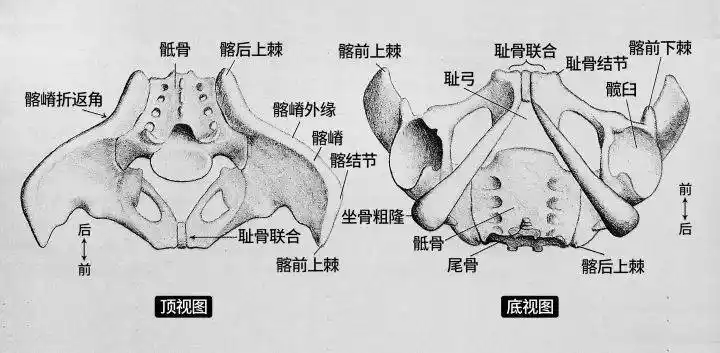盆骨是哪里骨盆在哪个位置求图片