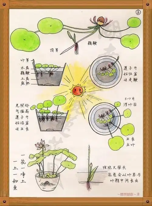 碗莲莲子的生长示意图
