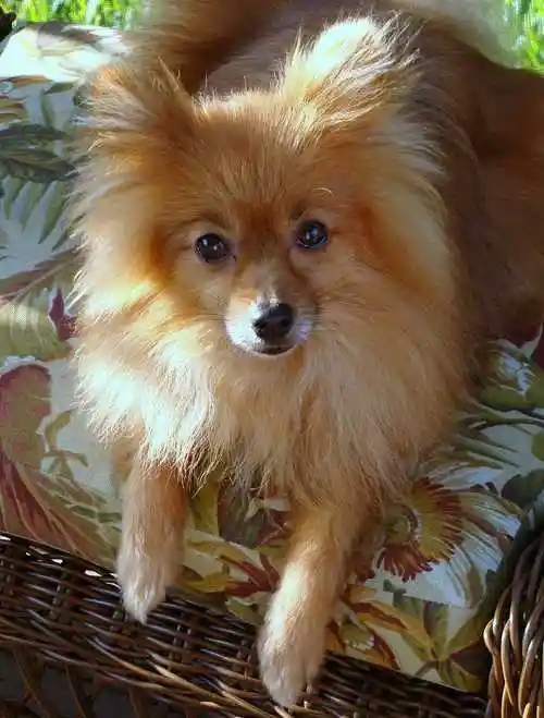 萌宠狗博美犬图片