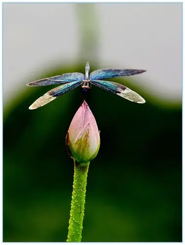荷花蜻蜓