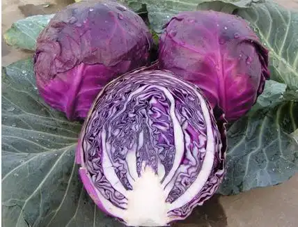 黑小麦紫水稻,紫玉米黑芝麻紫甘蓝紫油菜紫白菜,紫辣椒黑叶辣椒等紫色