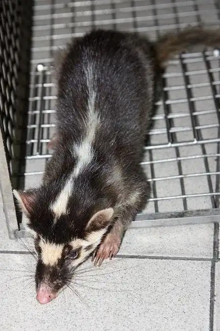 这个是什么动物?