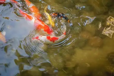 日本鲤鱼锦鲤游泳日本锦鲤鲤鱼游泳在浅水池塘照片
