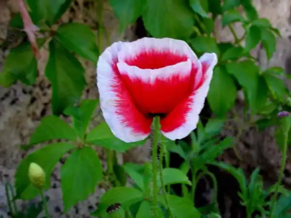 罂粟花花语大全罂粟花图片欣赏